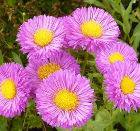 Turan 'Foersters Liebling' - Erigeron 'Foersters Liebling'