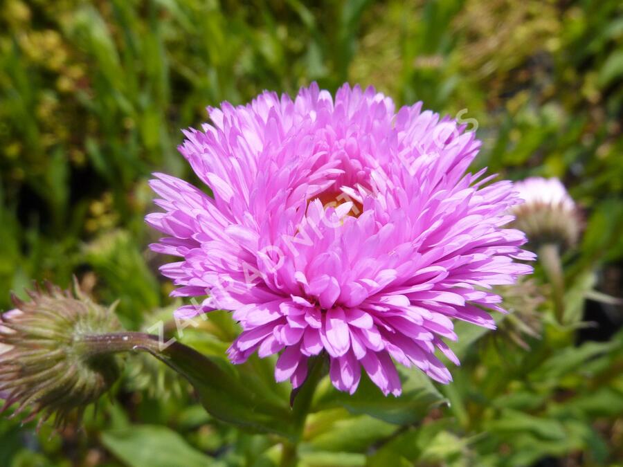 Turan 'Foersters Liebling' - Erigeron 'Foersters Liebling'