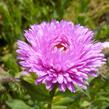 Turan 'Foersters Liebling' - Erigeron 'Foersters Liebling'