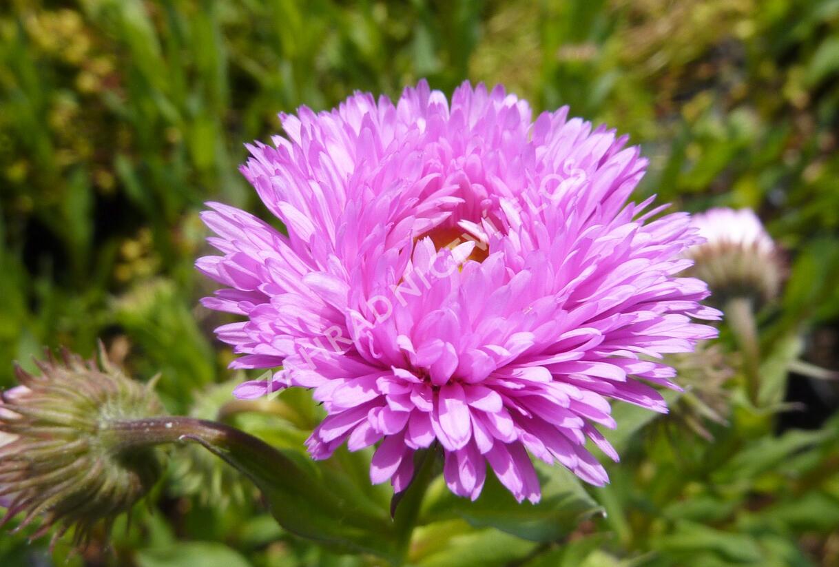 Turan 'Foersters Liebling' - Erigeron 'Foersters Liebling'
