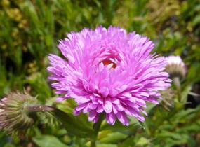 Turan 'Foersters Liebling' - Erigeron 'Foersters Liebling'