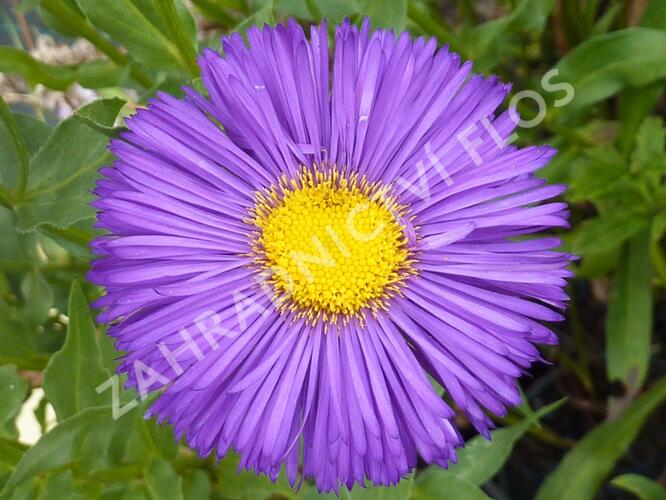 Turan 'Dominator' - Erigeron 'Dominator'