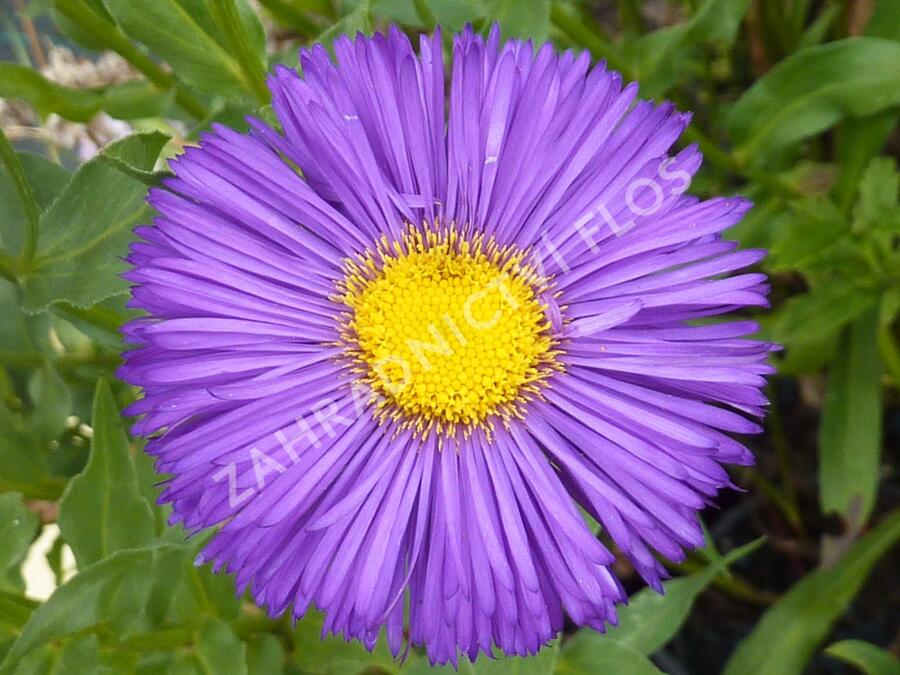 Turan 'Dominator' - Erigeron 'Dominator'