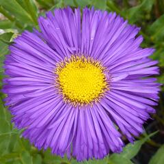 Turan 'Dominator' - Erigeron 'Dominator'