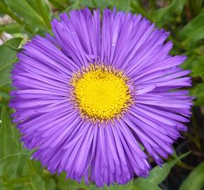 Turan 'Dominator' - Erigeron 'Dominator'