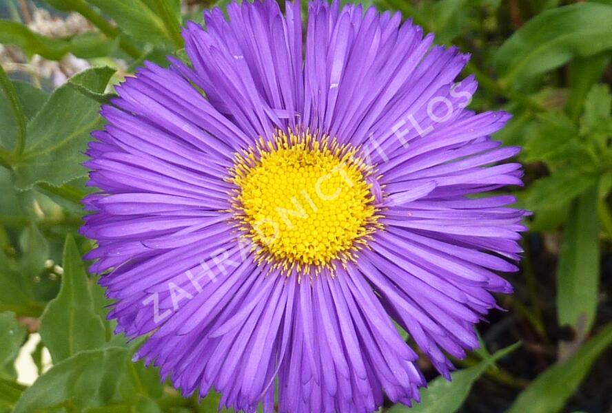Turan 'Dominator' - Erigeron 'Dominator'