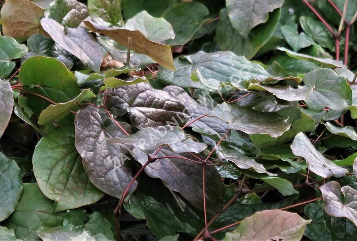 Škornice - Epimedium pubigerum