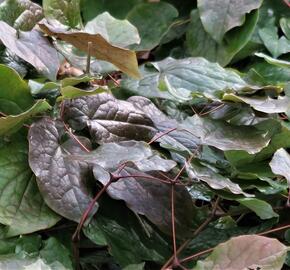 Škornice - Epimedium pubigerum