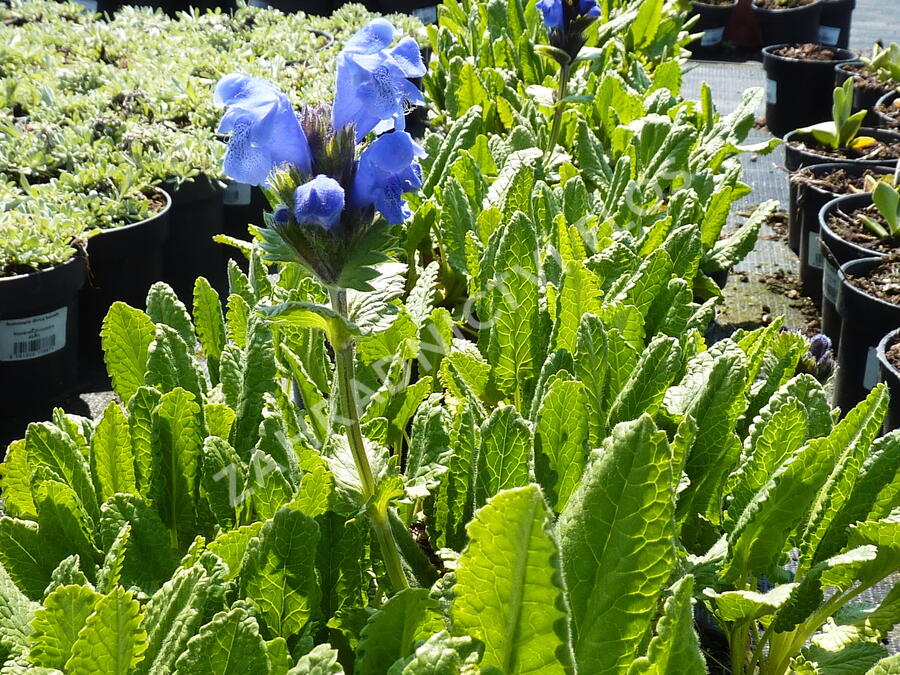 Včelník velkokvětý - Dracocephalum grandiflorum