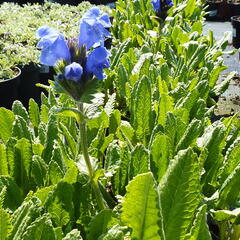 Včelník velkokvětý - Dracocephalum grandiflorum