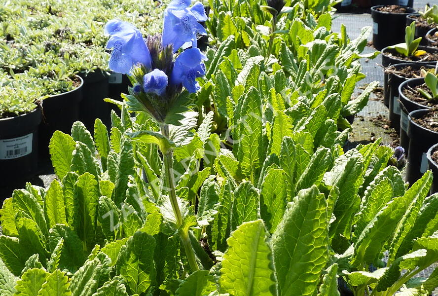Včelník velkokvětý - Dracocephalum grandiflorum