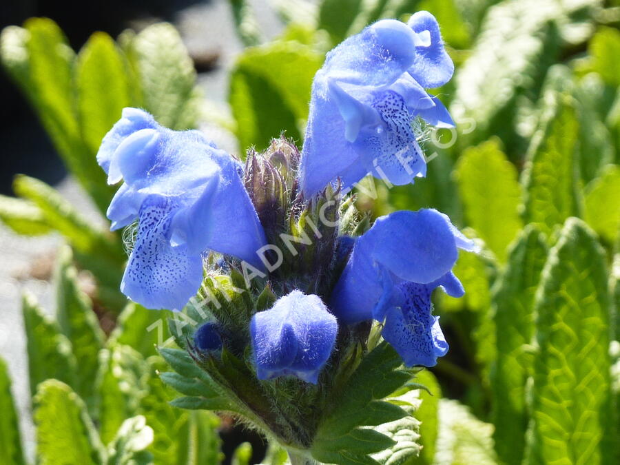 Včelník velkokvětý - Dracocephalum grandiflorum