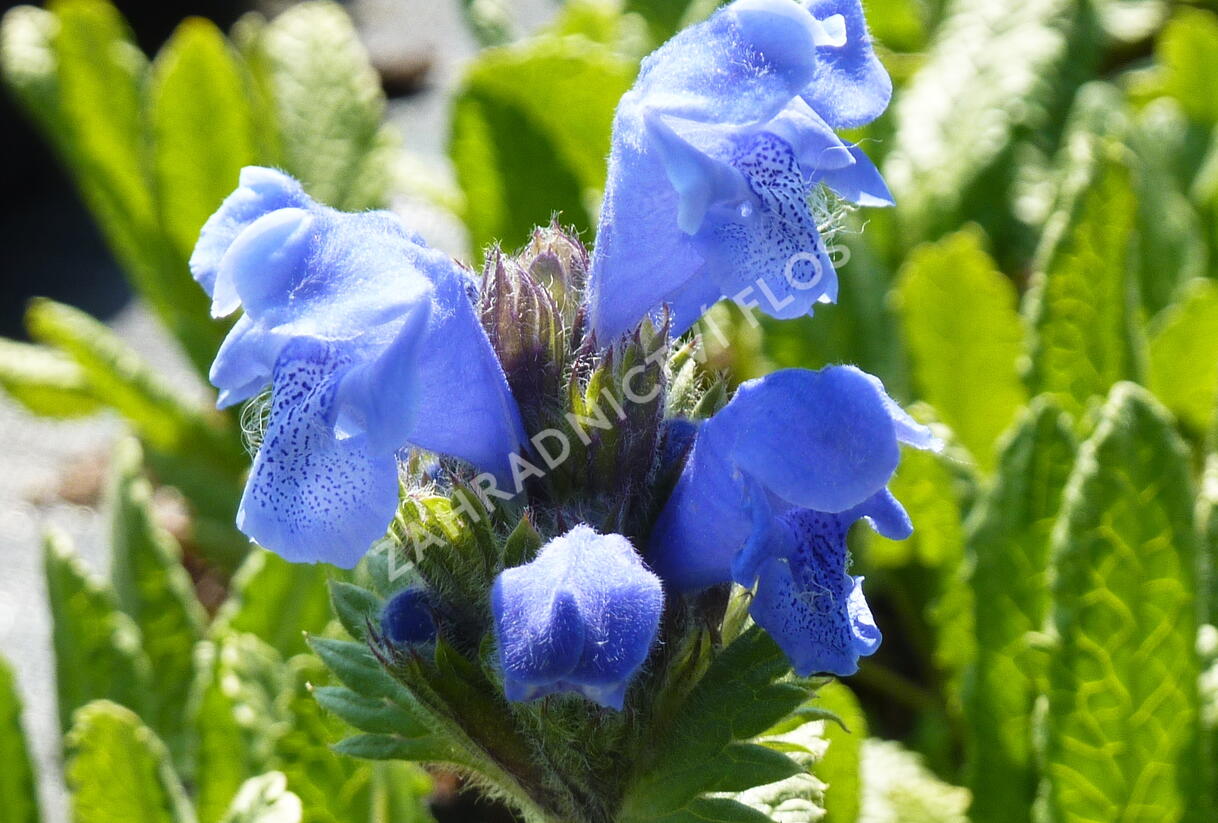 Včelník velkokvětý - Dracocephalum grandiflorum