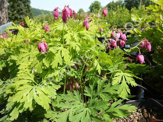 Srdcovka nízká 'Bacchanal' - Dicentra formosa 'Bacchanal'