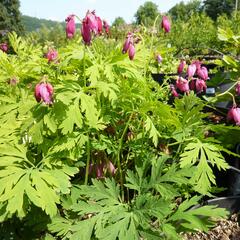 Srdcovka nízká 'Bacchanal' - Dicentra formosa 'Bacchanal'