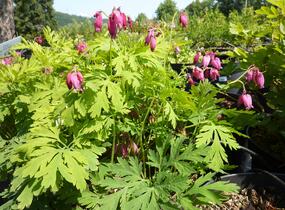 Srdcovka nízká 'Bacchanal' - Dicentra formosa 'Bacchanal'