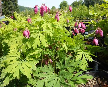 Srdcovka nízká 'Bacchanal'