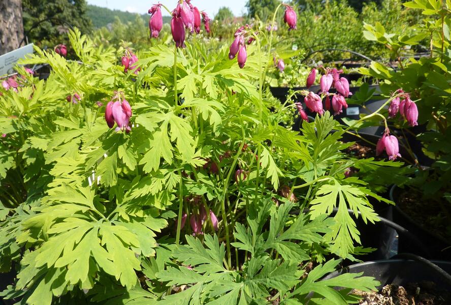 Srdcovka nízká 'Bacchanal' - Dicentra formosa 'Bacchanal'