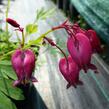 Srdcovka nízká 'Bacchanal' - Dicentra formosa 'Bacchanal'