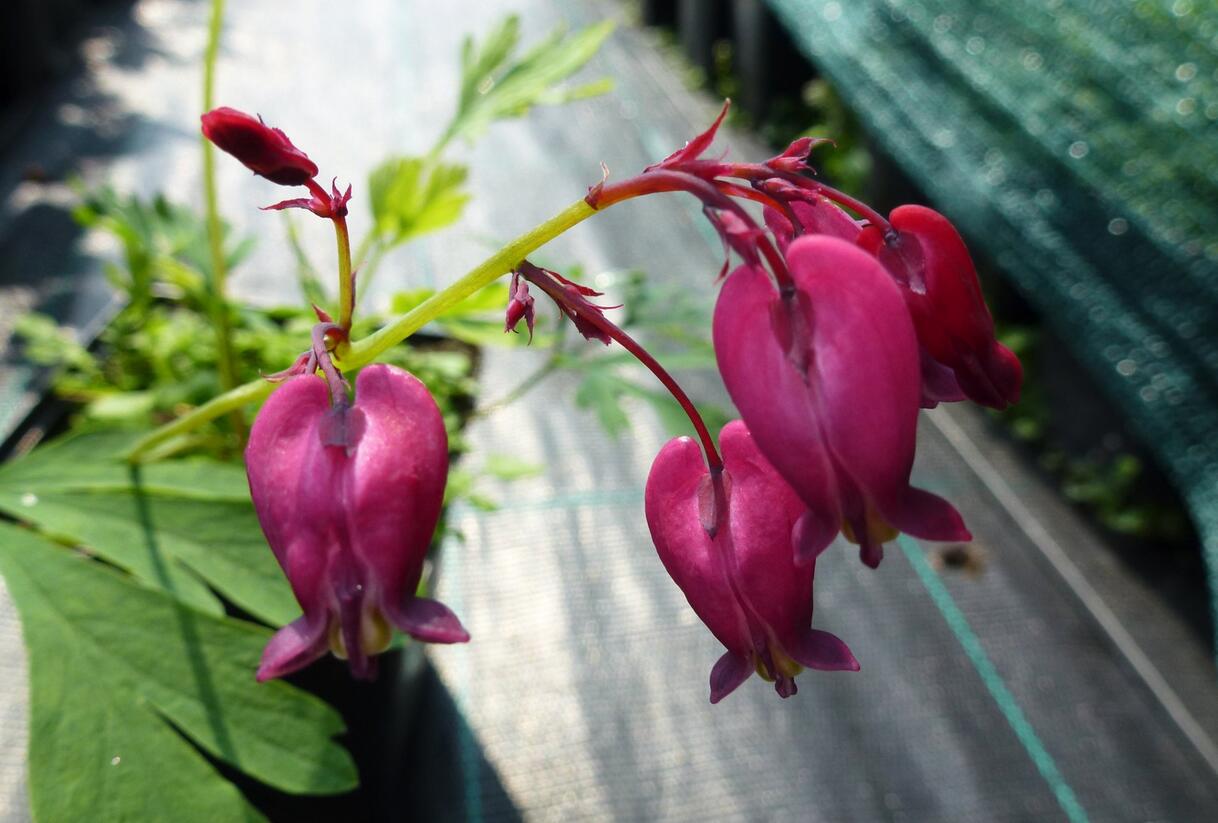 Srdcovka nízká 'Bacchanal' - Dicentra formosa 'Bacchanal'