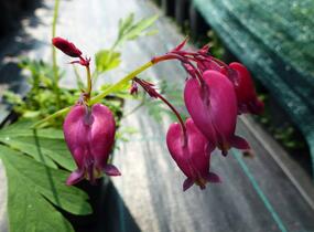 Srdcovka nízká 'Bacchanal' - Dicentra formosa 'Bacchanal'