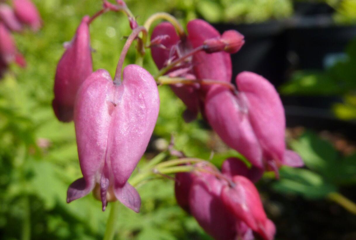 Srdcovka nízká 'Bacchanal' - Dicentra formosa 'Bacchanal'