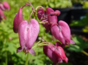 Srdcovka nízká 'Bacchanal' - Dicentra formosa 'Bacchanal'