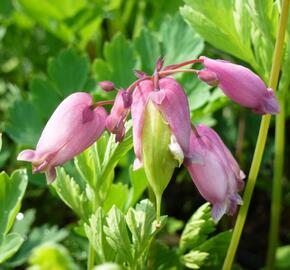 Srdcovka nízká 'Adrian Bloom'