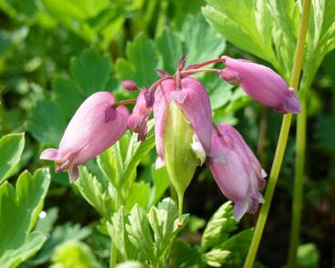 Srdcovka nízká 'Adrian Bloom'