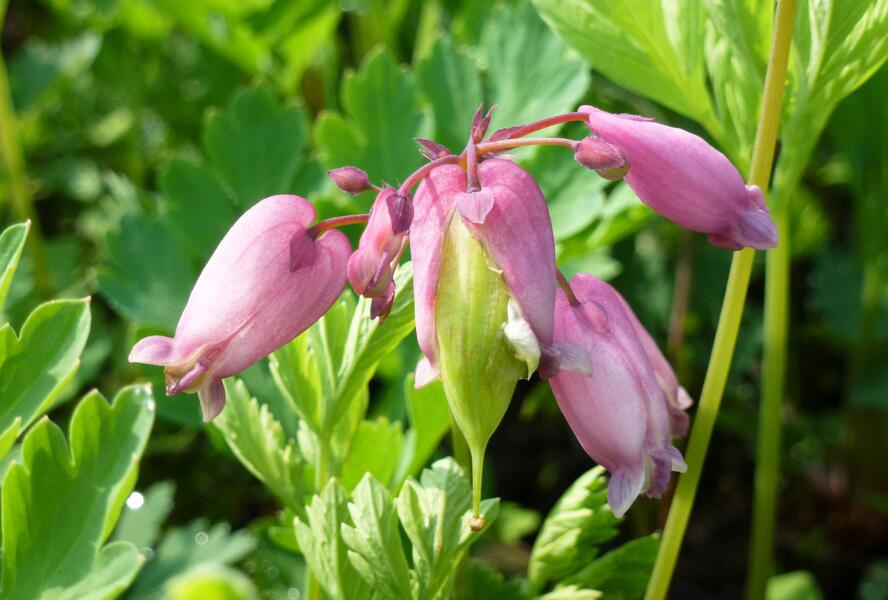 Srdcovka nízká 'Adrian Bloom' - Dicentra formosa 'Adrian Bloom'