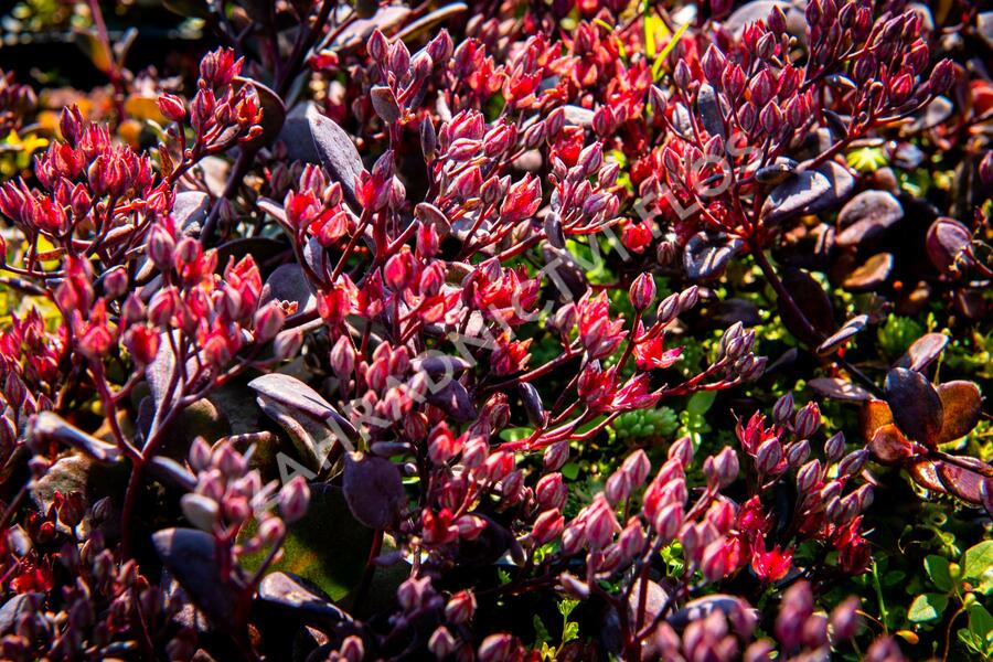 Rozchodník nachový 'Bertram Anderson' - Sedum telephium 'Bertram Anderson'