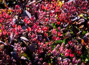 Rozchodník nachový 'Bertram Anderson' - Sedum telephium 'Bertram Anderson'