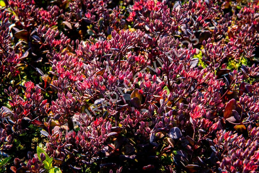 Rozchodník nachový 'Bertram Anderson' - Sedum telephium 'Bertram Anderson'