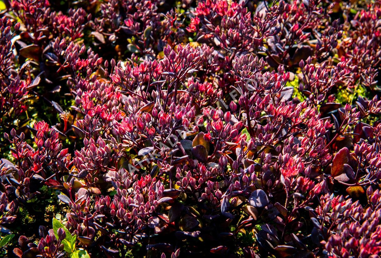 Rozchodník nachový 'Bertram Anderson' - Sedum telephium 'Bertram Anderson'