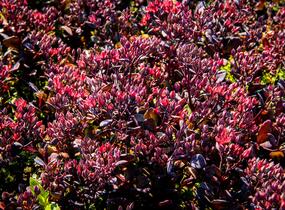 Rozchodník nachový 'Bertram Anderson' - Sedum telephium 'Bertram Anderson'