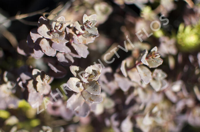 Rozchodník nachový 'Bertram Anderson' - Sedum telephium 'Bertram Anderson'