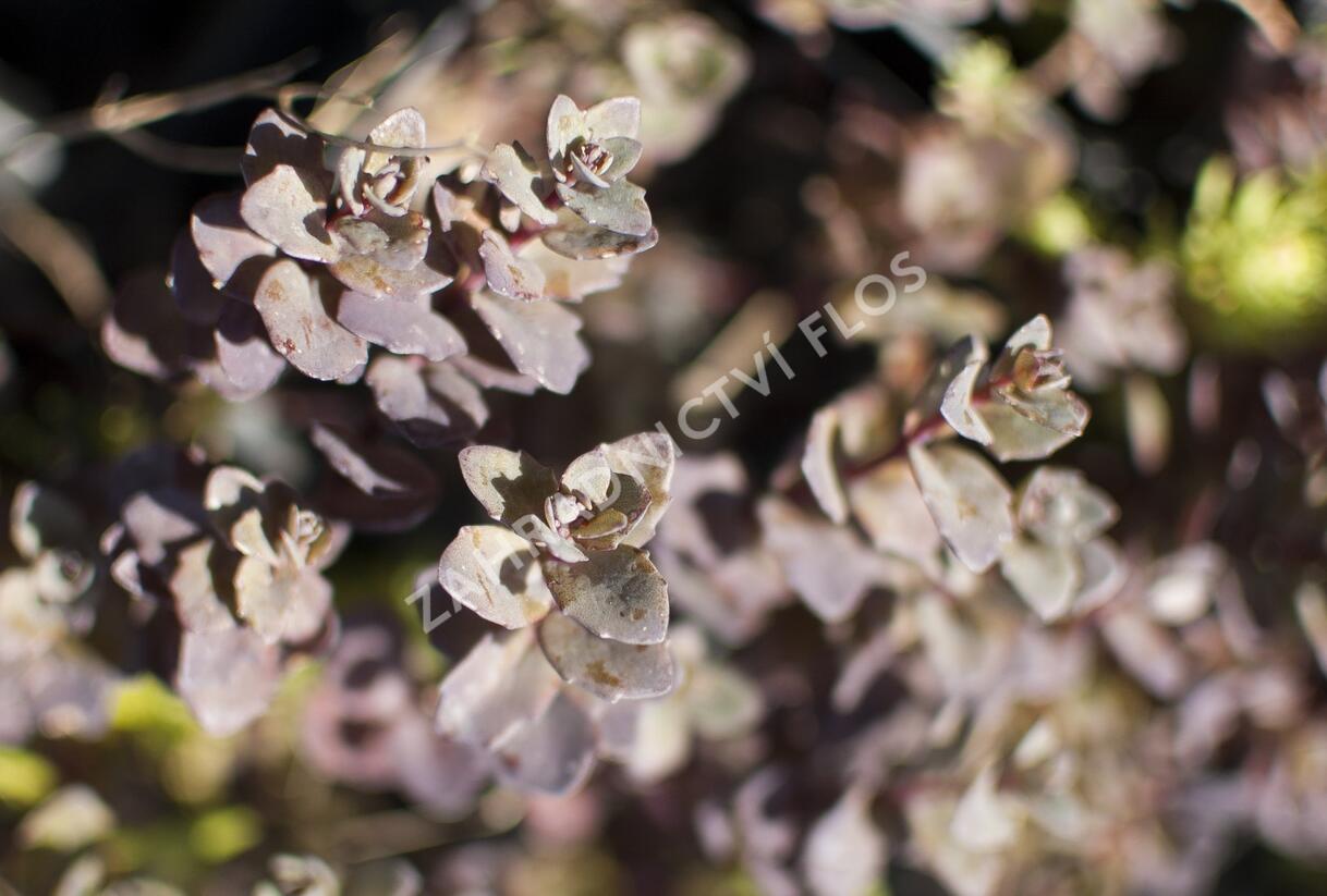 Rozchodník nachový 'Bertram Anderson' - Sedum telephium 'Bertram Anderson'