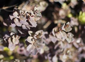 Rozchodník nachový 'Bertram Anderson' - Sedum telephium 'Bertram Anderson'