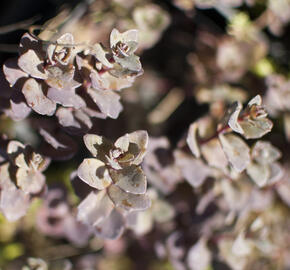 Rozchodník nachový 'Bertram Anderson' - Sedum telephium 'Bertram Anderson'