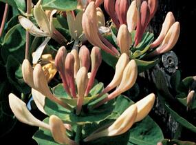 Zimolez kozí list - Lonicera caprifolium