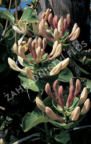 Zimolez kozí list - Lonicera caprifolium