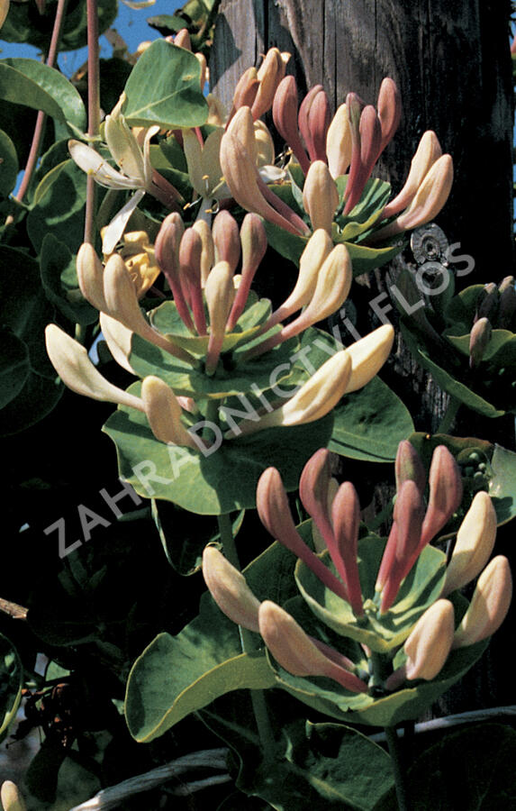Zimolez kozí list - Lonicera caprifolium