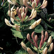 Zimolez kozí list - Lonicera caprifolium