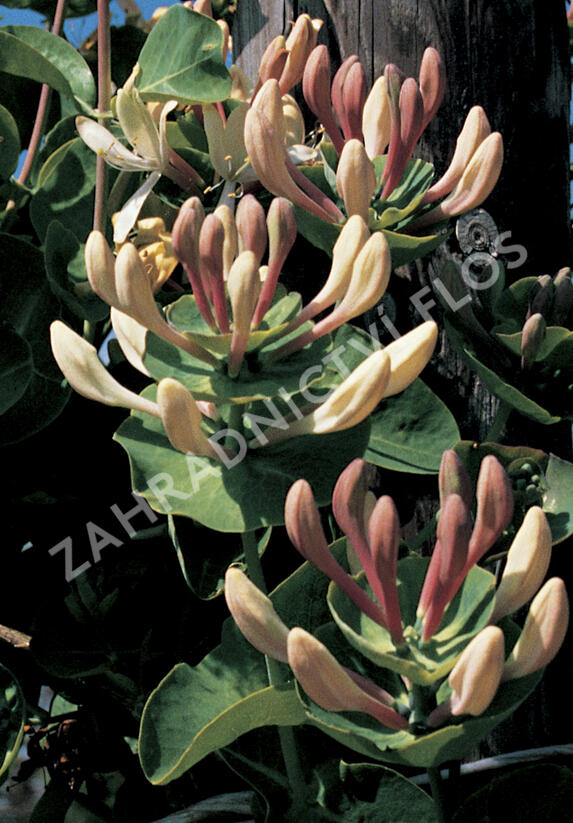 Zimolez kozí list - Lonicera caprifolium