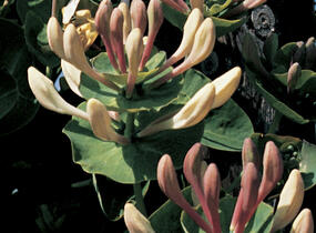 Zimolez kozí list - Lonicera caprifolium