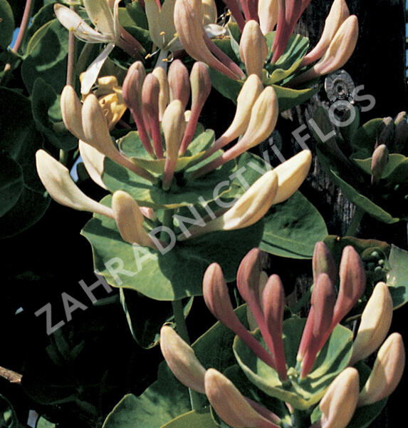 Zimolez kozí list - Lonicera caprifolium