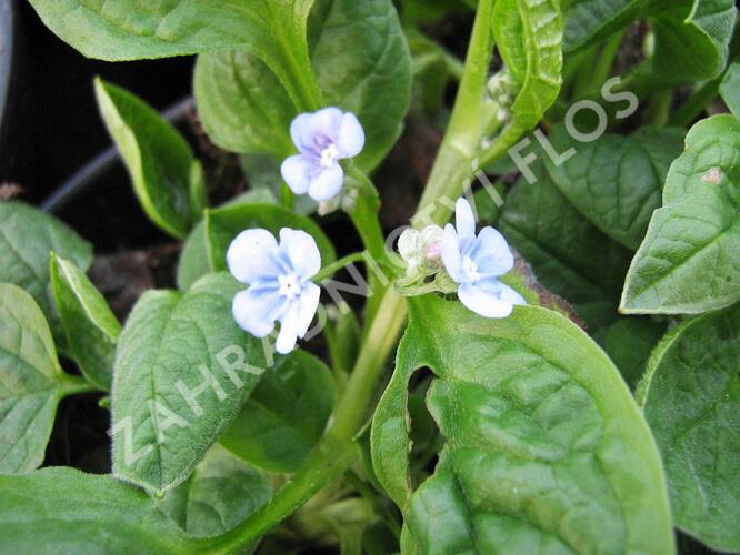 Pupkovec jarní 'Elfenauge' - Omphalodes verna 'Elfenauge'