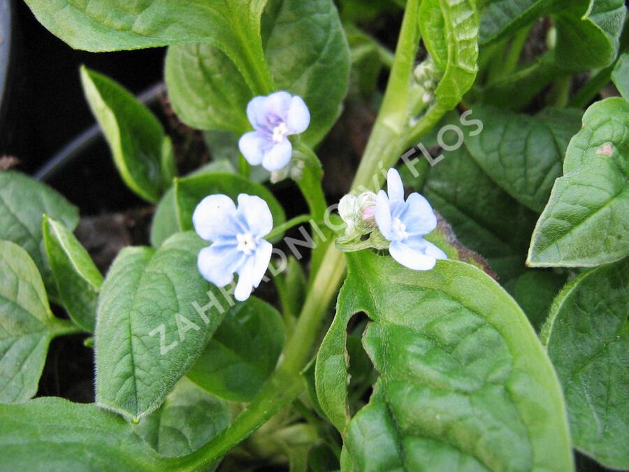 Pupkovec jarní 'Elfenauge' - Omphalodes verna 'Elfenauge'