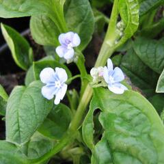 Pupkovec jarní 'Elfenauge' - Omphalodes verna 'Elfenauge'