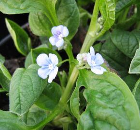 Pupkovec jarní 'Elfenauge' - Omphalodes verna 'Elfenauge'